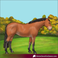 Horse Color:Unknown 