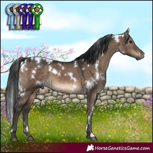 Horse Color:White Spotted Brown Dun 