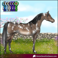Horse Color:White Spotted Brown Dun 