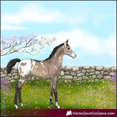 Horse Color:White Spotted Brown Dun Sabino Blanket 