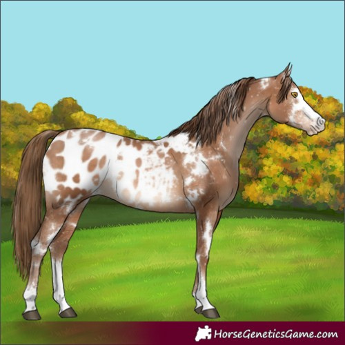 Horse Color:White Spotted Brown Pearl Sabino Blanket 