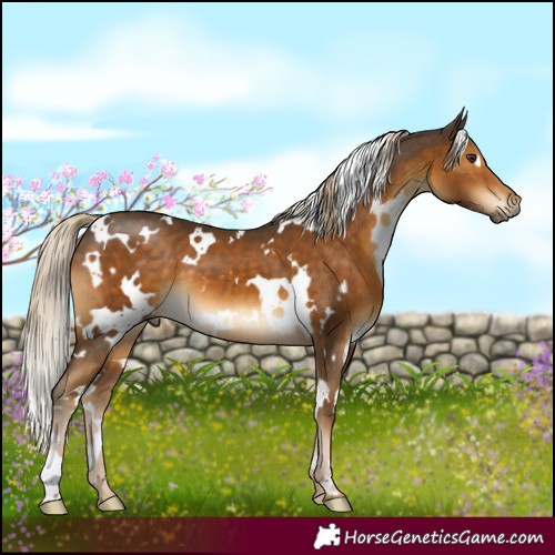 Horse Color:White Spotted Chocolate Palomino 