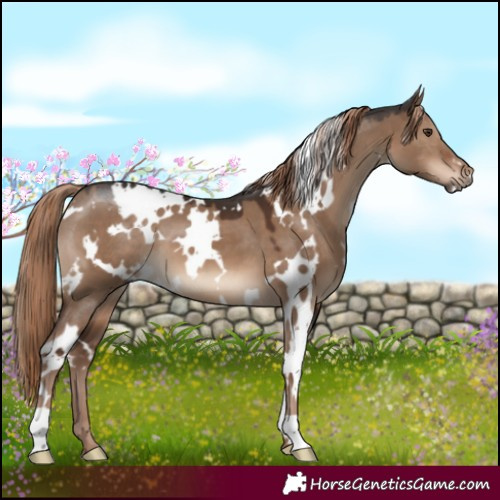 Horse Color:White Spotted Liver Red Dun 