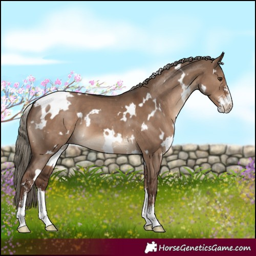 Horse Color:White Spotted Liver Red Dun Sabino 