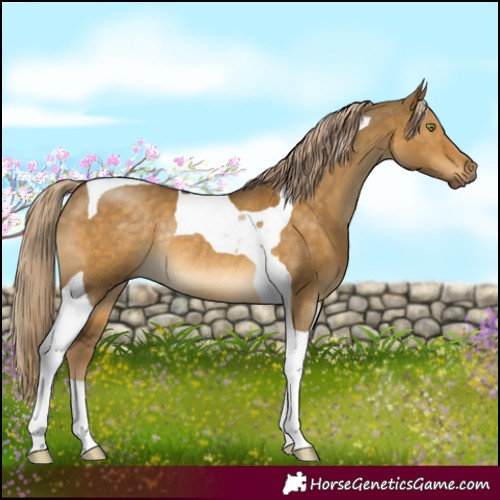 Horse Color:Chocolate Palomino Dun Mushroom Tobiano Rabicano 