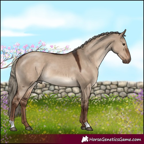 Horse Color:Liver Red Dun 
