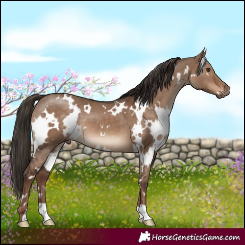 Horse Color:White Spotted Liver Red Dun 