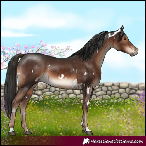 Horse Color:White Spotted Liver Chestnut 