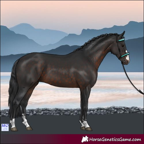 Horse Color:Brown 