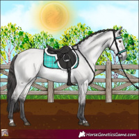 Horse Color:Platinum Buckskin Dun 