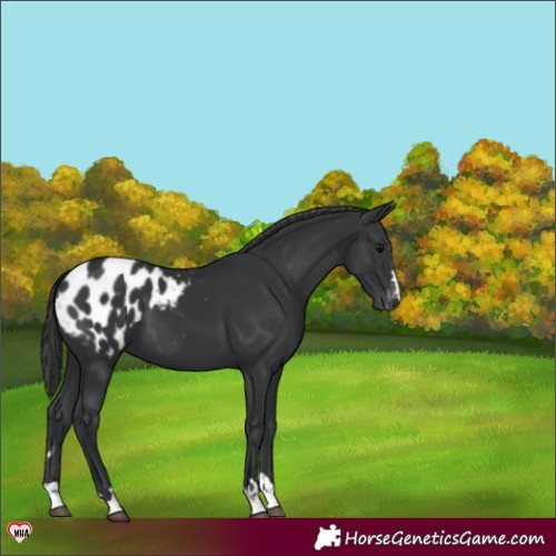 Horse Color:Black Appaloosa 