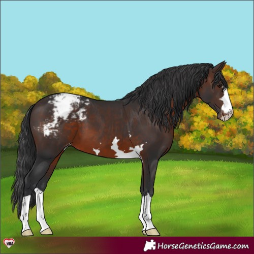Horse Color:Brown Appaloosa 