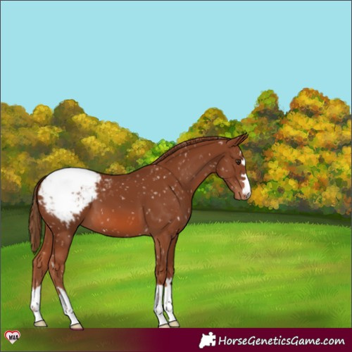 Horse Color:Chestnut Appaloosa 