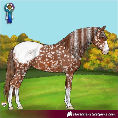Horse Color:Chestnut Appaloosa 