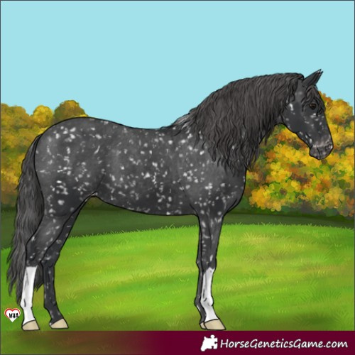 Horse Color:Black Snowflake Varnish
