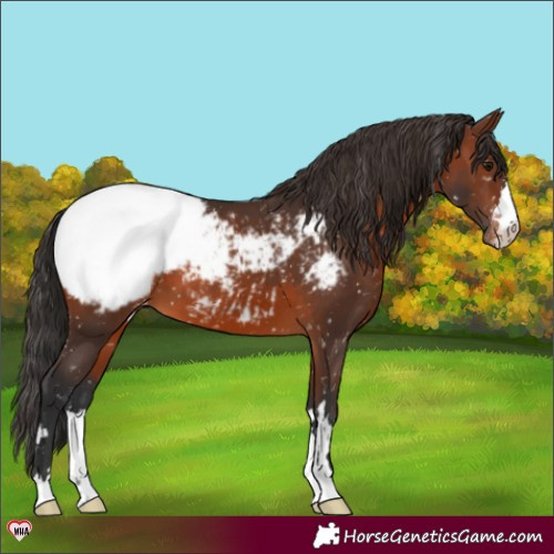 Horse Color:Brown Appaloosa 