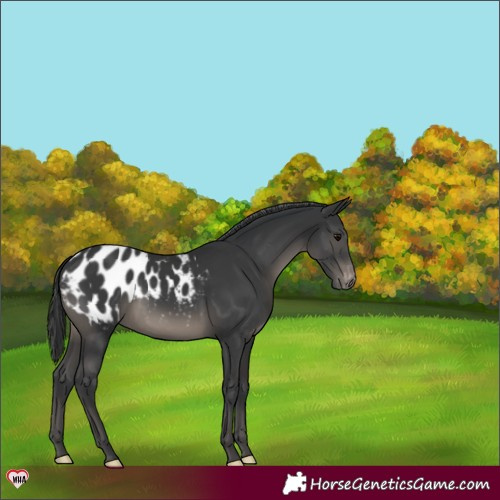 Horse Color:Black Appaloosa 