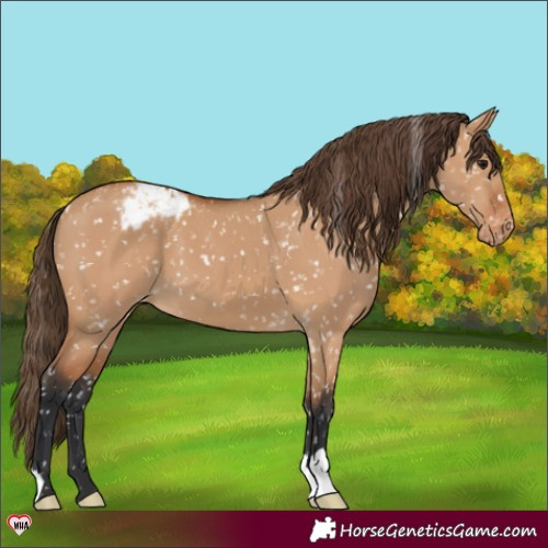 Horse Color:Bay Dun Appaloosa 