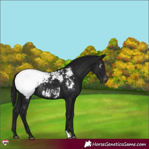 Horse Color:Gray Black Appaloosa Rabicano 