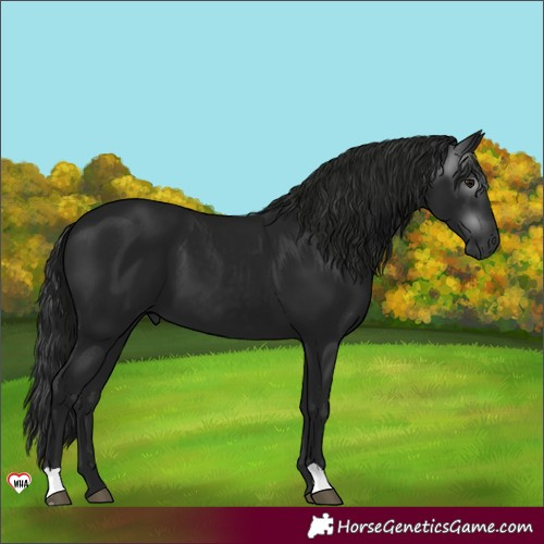 Horse Color:Gray Black 