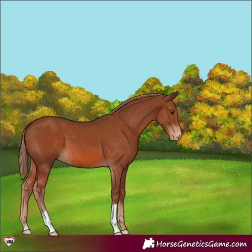 Horse Color:Chestnut Varnish 