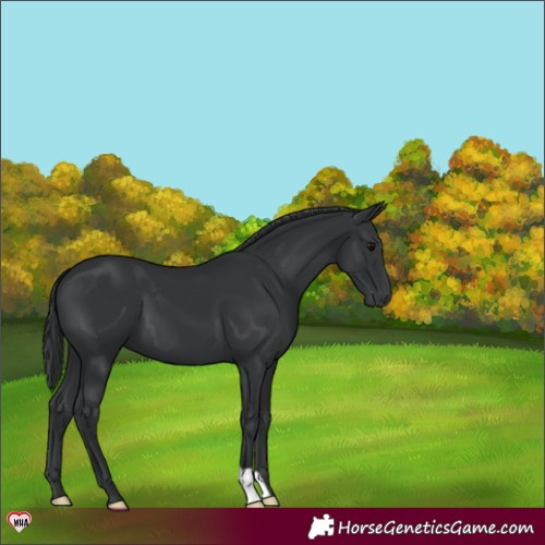 Horse Color:Black 