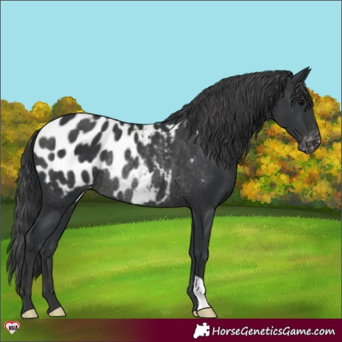 Horse Color:Black Appaloosa Rabicano 