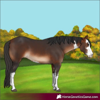 Horse Color:White Spotted Bay 
