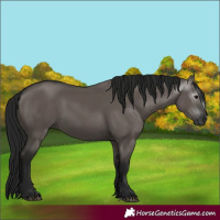 Horse Color:Gray Grullo 