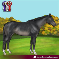 Horse Color:Black Rabicano 