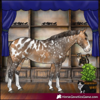 Horse Color:White Spotted Buckskin Splash Appaloosa 