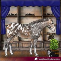 Horse Color:White Spotted Buckskin Splash Appaloosa 