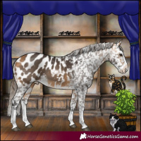 Horse Color:White Spotted Buckskin Splash Appaloosa