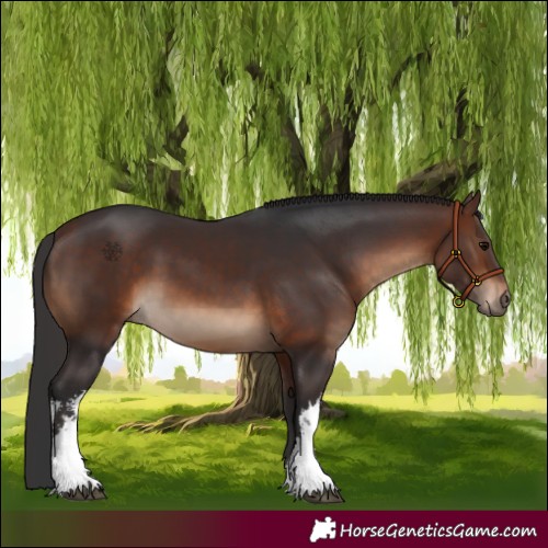 Horse Color:White Spotted Brown 