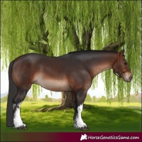 Horse Color:White Spotted Brown 