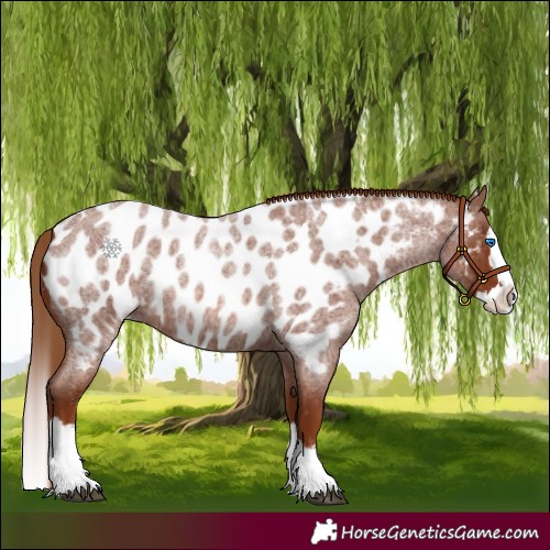 Horse Color:Red Roan Splash Near Leopard 
