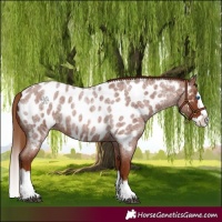 Horse Color:Red Roan Splash Near Leopard 
