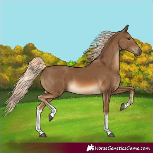 Horse Color:White Spotted Chocolate Palomino
