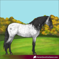 Horse Color:Blue Roan Appaloosa 