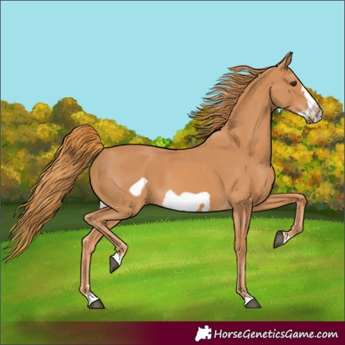 Horse Color:Chestnut Frame