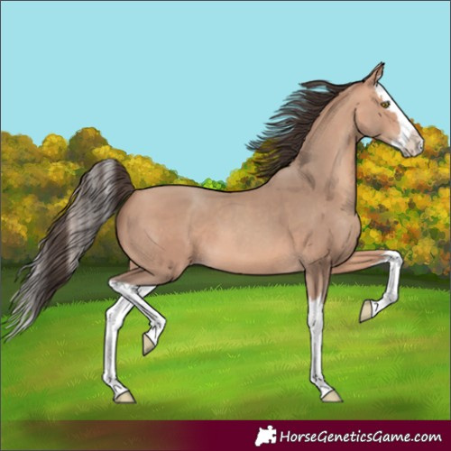 Horse Color:Amber Champagne Splash 