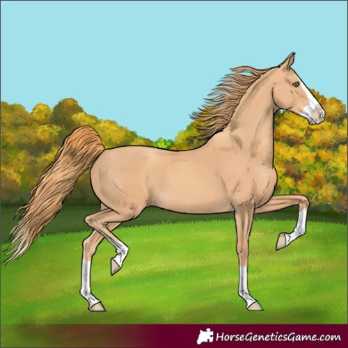 Horse Color:Gold Champagne Splash