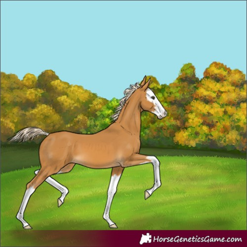 Horse Color:White Spotted Palomino Splash