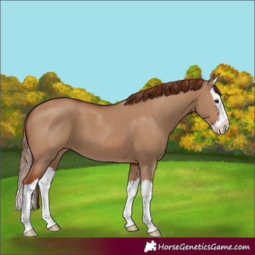 Horse Color:Red Dun Splash