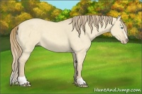 Horse Color:Perlino Dun Sabino