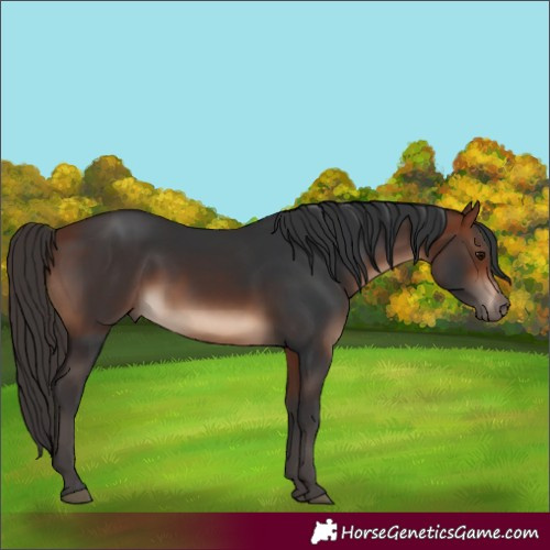 Horse Color:White Spotted Bay 