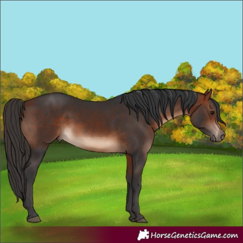 Horse Color:White Spotted Bay 