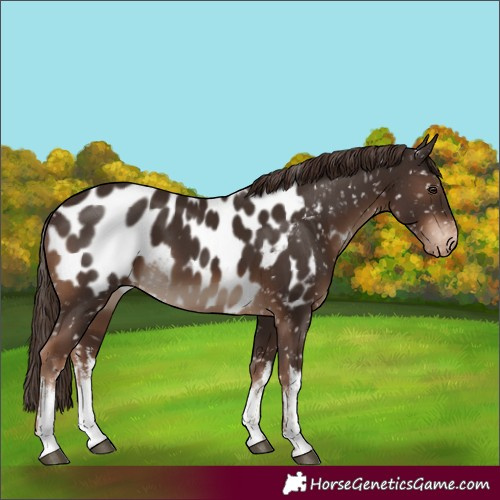 Horse Color:White Spotted Liver Chestnut Near Leopard