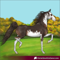 Horse Color:White Spotted Liver Chestnut