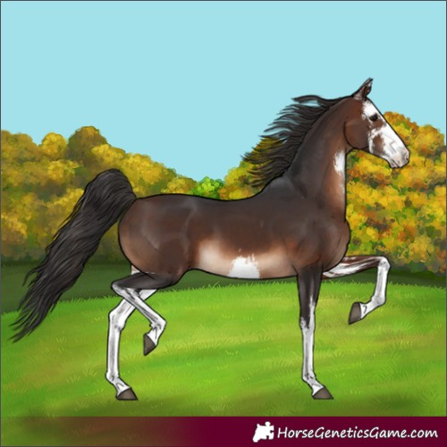 Horse Color:White Spotted Brown